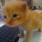 thumbs des chats fun007 Des Chats Droles (38 photos)