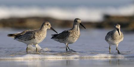 Australie_0148___9_novembre___B_casseaux_de_l_Anadyr