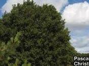 ..le dernier livredePASCAL GIRAULTetCHRISTIAN THIRY M...