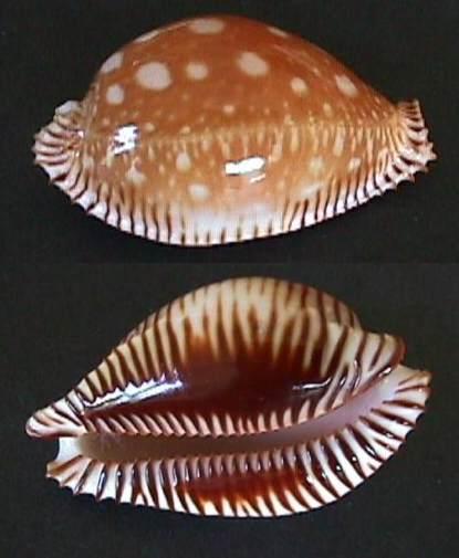 Mollusques marins