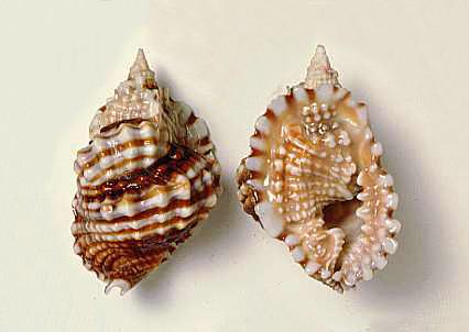 Mollusques marins