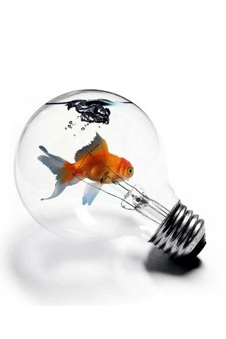 animals-lightbulb-goldfish