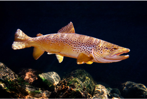 LE TYPE À L’ŒIL DE POISSON