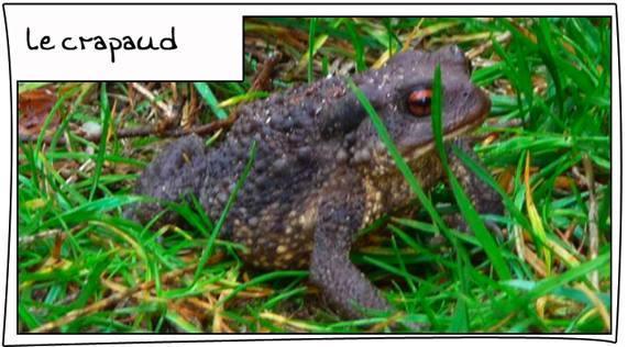 Dans notre jardin, il y a (parfois) …