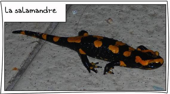 Dans notre jardin, il y a (parfois) …