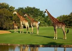 giraffe-on-golf-course.jpg