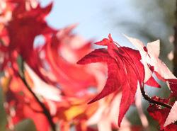 Et ce jour-là… les feuilles mortes…