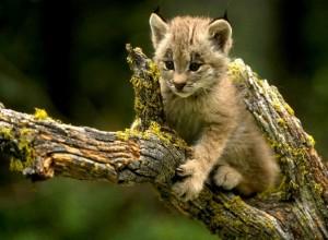petit lynx deviendra grand