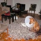 thumbs image insolite 026 Images Droles (74 photos)