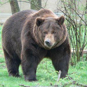 Vallorbe veut sa fosse aux ours sécurisée
