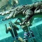 thumbs nage avec aligatore020 Nager avec un Aligatore (32 photos)