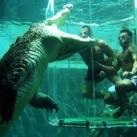 thumbs nage avec aligatore030 Nager avec un Aligatore (32 photos)