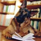 thumbs animaux droles 20 Animaux droles (40 photos)