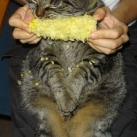 thumbs animaux droles 39 Animaux droles (40 photos)