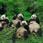 thumbs animaux droles 32 Animaux droles (40 photos)