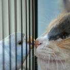 thumbs animaux droles 30 Animaux droles (40 photos)