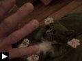 3 videos: Le chaton qui lève les pattes en l'air + autres chatons