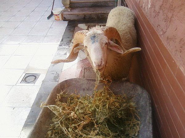 Mon gentil mouton et la fete de l Aid El kebir