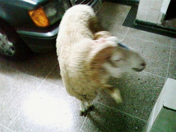 Mon gentil mouton et la fete de l Aid El kebir