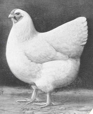 poule-wyandotte-blanche.1258671286.jpg