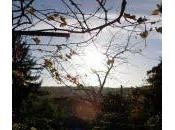 leaves blow wind leaving home everything it's known behind