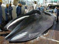 La viande de baleine plus écologique que celle de bœuf