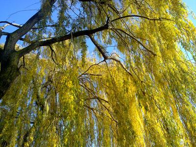 Automne à Neuchâtel le 19 novembre 2009
