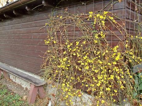 Jasminum-Nudiflorum 2009-12-02