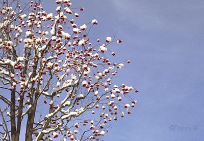 La Chaux-de-Fonds: neige 2 décembre 2009