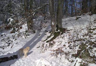 Vieille chienne golden de 13 ans 