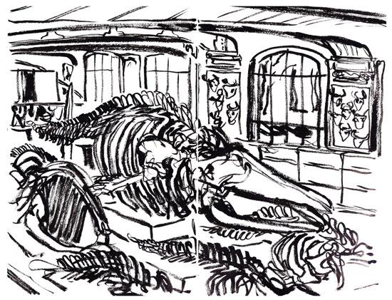 Musée d'Histoire Naturelle, 3.