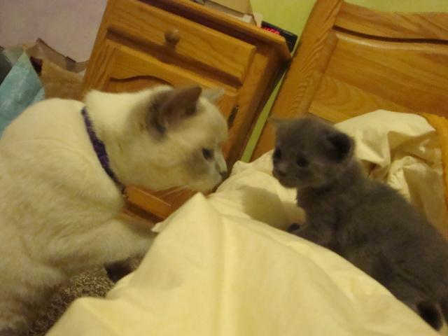 Elles finiront bien…