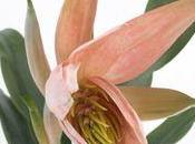 très beau Bilbergia Décora