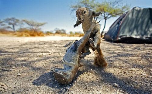 photo humour insolite combat écureuil