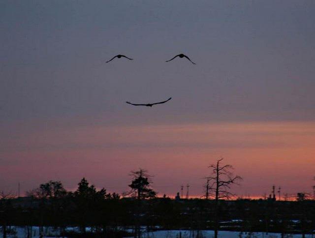 photo humour insolite oiseau ciel sourire