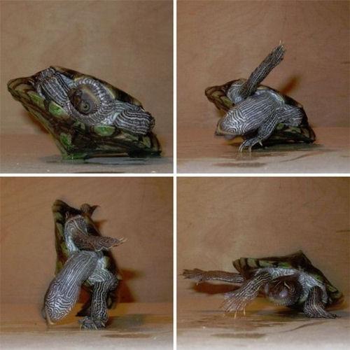 photo humour insolite tortue florire breakdance