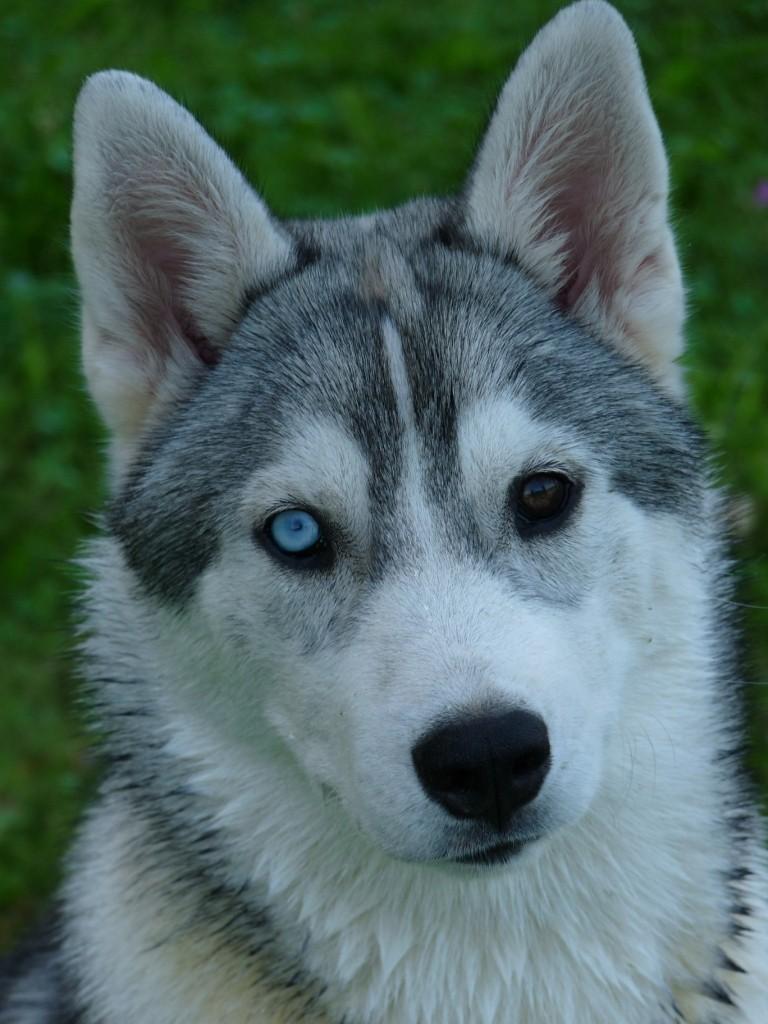 Edda une chienne femelle derobee devant sa proprietaire