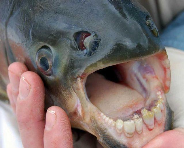 poisson avec des dents humaines 001 Poisson avec des dents Humaines (3 photos)