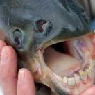 thumbs poisson avec des dents humaines 001 Poisson avec des dents Humaines (3 photos)