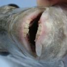 thumbs poisson avec des dents humaines 002 Poisson avec des dents Humaines (3 photos)
