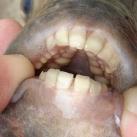 thumbs poisson avec des dents humaines 003 Poisson avec des dents Humaines (3 photos)