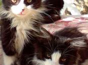 joyeuse ronde petits chatons