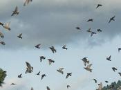 bienfait pluies automnales journal décembre 2009