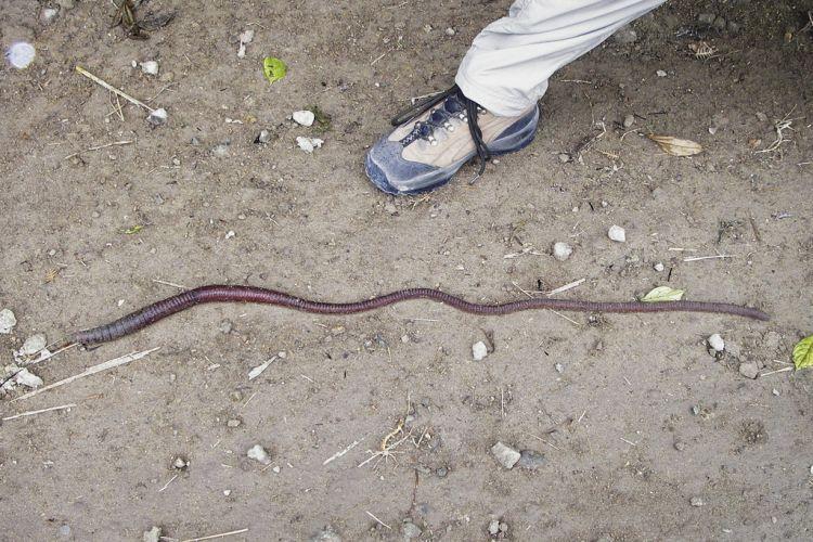 enorme ver damerique du sud 000 Enorme Ver de terre damérique du sud ! (14 photos)