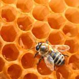 Le miel et ses bienfaits