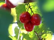 Tomate d’arbre lait