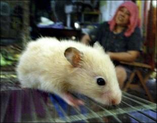 Pourquoi les femelles vivent plus longtemps que les mâles ?