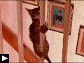 4 videos: Un chat ouvre la porte + le chat pompier + le chat magicien + le chat masseur