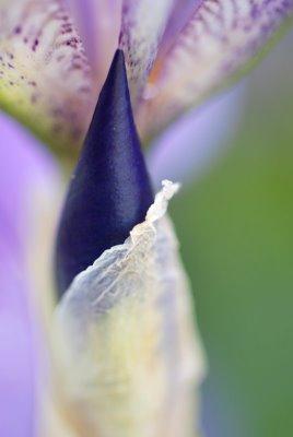 Variation sur  l'iris