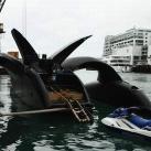 thumbs ady gil defenseur des baleines 010 Ady Gil: Le défenseur des baleines (16 photos)